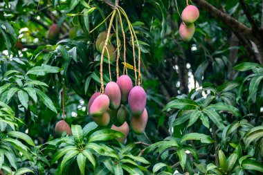 Ağaçta olgun tropikal mango meyveleri