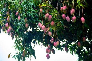 Ripe tropical mango fruits on the tree clipart