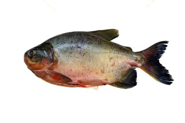 Tambaqui Colossoma macropomum traditional Brazilian freshwater fish from the Amazon and Pantanal. clipart