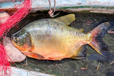 Tambaqui Colossoma macropomum traditional Brazilian freshwater fish from the Amazon and Pantanal. clipart