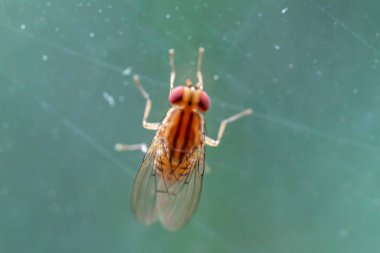 Rare orange red-eyed fly in macro photo clipart