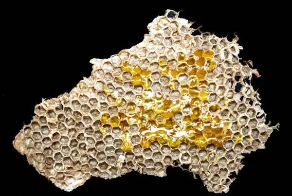 Balmumu bal peteği, siyah arkaplanda izole.