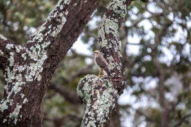 Small carij hawk Rupornis magnirostris clipart