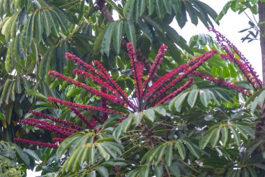 Flowers of Embauba do brejo, Cecropia pachystachya, in Brazil. It belongs to the stratum of pioneer plants of the Atlantic forest in Brazil