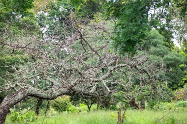 Çimen ve derinlik bulanıklığı olan serrado biyomunun ideal manzarası