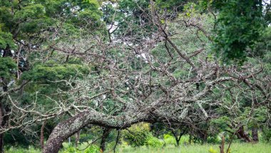 Çimen ve derinlik bulanıklığı olan serrado biyomunun ideal manzarası