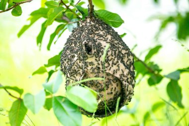 Brezilya yağmur ormanlarındaki ağaç dalına arı kovanları