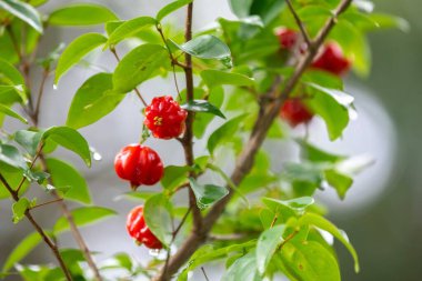 Olgun pitanga meyveleri Eugenia uniflora, ağaçta ve bulanık arka planda