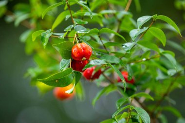 Ripe pitanga fruits Eugenia uniflora,on the tree and blurred background clipart