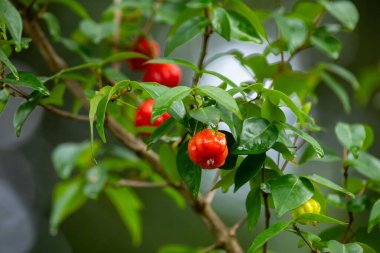 Olgun pitanga meyveleri Eugenia uniflora, ağaçta ve bulanık arka planda