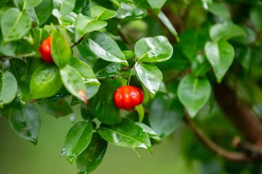 Ripe pitanga fruits Eugenia uniflora,on the tree and blurred background clipart