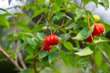 Olgun pitanga meyveleri Eugenia uniflora, ağaçta ve bulanık arka planda