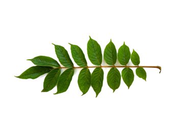 sade arkaplanda izole edilmiş yaprak