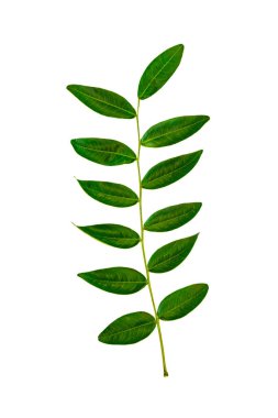 sade arkaplanda izole edilmiş yaprak