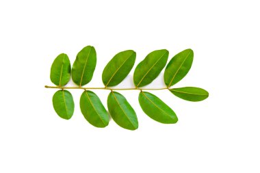 sade arkaplanda izole edilmiş yaprak