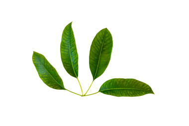 Saydam arkaplan png üzerinde yeşil yaprak izole