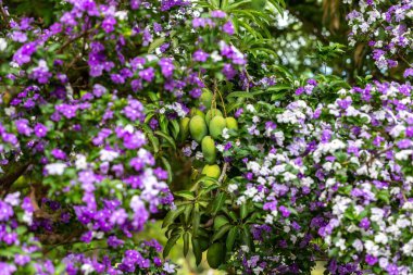 Green mango fruits on tree framed by natural tropical flowers clipart