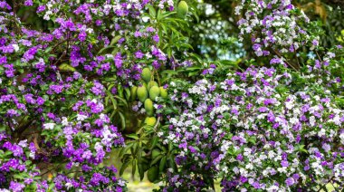 Doğal tropikal çiçeklerle çerçevelenmiş ağaçta yeşil mango meyveleri.