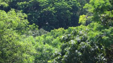 Idyllic doğal orman manzarası ve hafif bir esinti. Yağmur ormanlarında döllenen arılar
