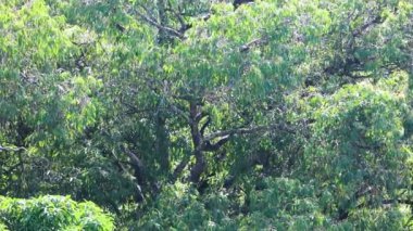 Idyllic doğal orman manzarası ve hafif bir esinti. Yağmur ormanlarında döllenen arılar