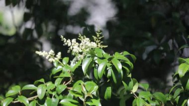 Idyllic doğal orman manzarası ve hafif bir esinti. Yağmur ormanlarında döllenen arılar