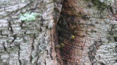 Brezilya yağmur ormanlarında ağaç gövdesinde vahşi Afrika bal arısı kovanı