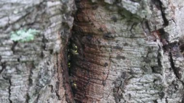 Brezilya yağmur ormanlarında ağaç gövdesinde vahşi Afrika bal arısı kovanı