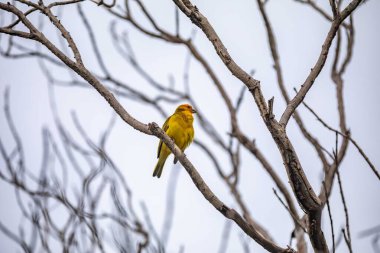 Sarı kanarya bir dala tünemiş