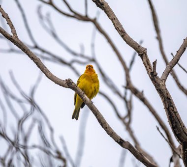 Sarı kanarya bir dala tünemiş