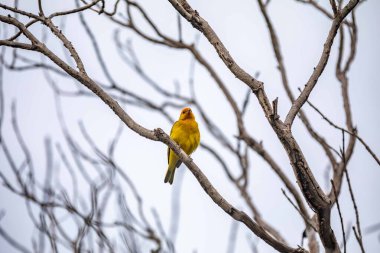 Sarı kanarya bir dala tünemiş