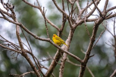Sarı kanarya bir dala tünemiş