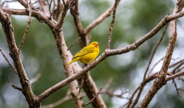Sarı kanarya bir dala tünemiş