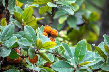 Curriola Pouteria ramiflora wild fruit from the Brazilian cerrado biome clipart