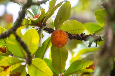 Curriola Pouteria ramiflora Brezilya Cerrado Biomu 'ndan yabani meyve