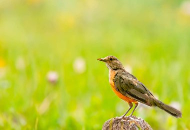 Çok güzel bir pofuduk göbekli Thrush resmi. Turdus Rufiventris, Sabia Laranjeira olarak bilinir.