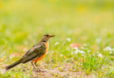 Çok güzel bir pofuduk göbekli Thrush resmi. Turdus Rufiventris, Sabia Laranjeira olarak bilinir.