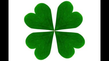 Arkaplanda dört yapraklı yonca izole edilmiş