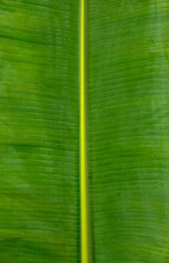 Doğal tropikal muz yaprağı dokusu