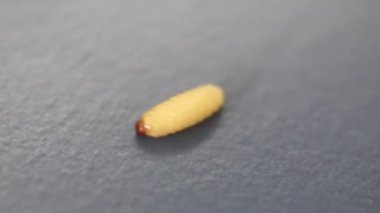 Makro videoda amoeboid hareketindeki küçük meyve larvası