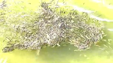 Gölün yüzeyinde bir grup koruyucu kümede tavuskuşu levreği kızartma okulu. Traira balık saldırısı