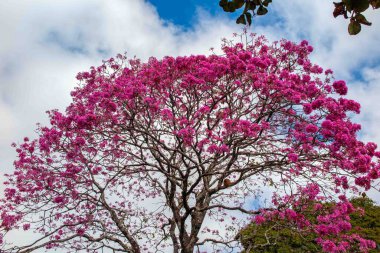 Pembe ip ağacı (Handroanthus heptaphyllus), yüksek kontrastlı pembe çiçekleri ile aşağıdan görünen mavi gökyüzü arka planına karşı çiçek açan ağaç.