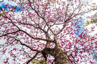 Pembe ip ağacı (Handroanthus heptaphyllus), yüksek kontrastlı pembe çiçekleri ile aşağıdan görünen mavi gökyüzü arka planına karşı çiçek açan ağaç.