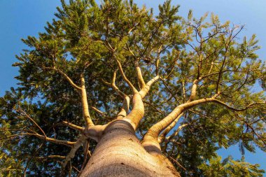 Alt perspektif görünümlü dev yaşlı ağaç