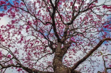 Pembe ip ağacı (Handroanthus heptaphyllus), yüksek kontrastlı pembe çiçekleri ile aşağıdan görünen mavi gökyüzü arka planına karşı çiçek açan ağaç.