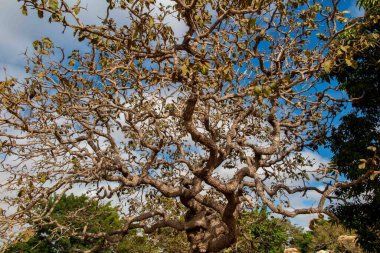 Ağaç pequi (Caryocar brasiliense). Arka planda mavi gökyüzü olan tipik Brezilya ağacı. Seçici odak. 
