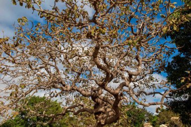 Ağaç pequi (Caryocar brasiliense). Arka planda mavi gökyüzü olan tipik Brezilya ağacı. Seçici odak. 