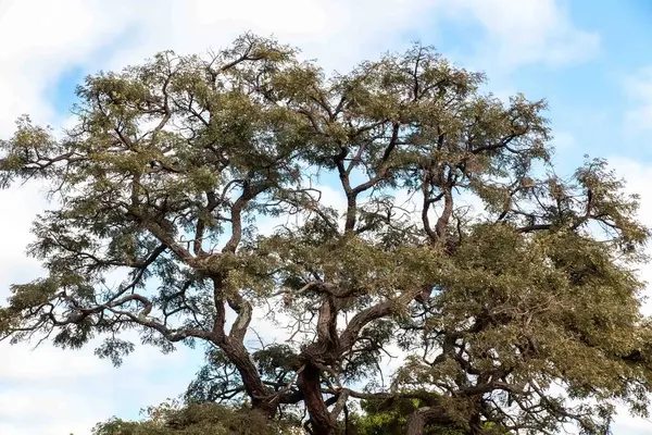 Brezilya Cerrado Biomu 'nun tipik ağacı.