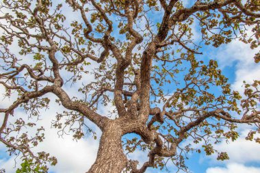 Tree  pequi  (Caryocar brasiliense). Typical Brazilian tree with blue sky in the background. Selective focus.  clipart