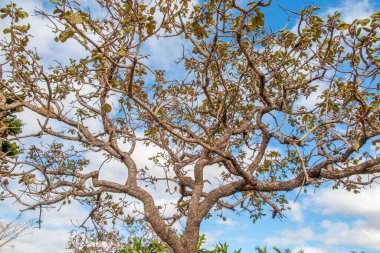 Tree  pequi  (Caryocar brasiliense). Typical Brazilian tree with blue sky in the background. Selective focus.  clipart