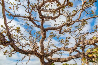 Ağaç pequi (Caryocar brasiliense). Arka planda mavi gökyüzü olan tipik Brezilya ağacı. Seçici odak. 